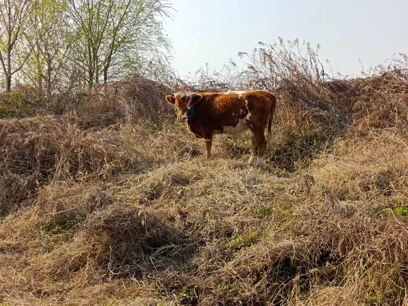 15:51 泥路转角的牛